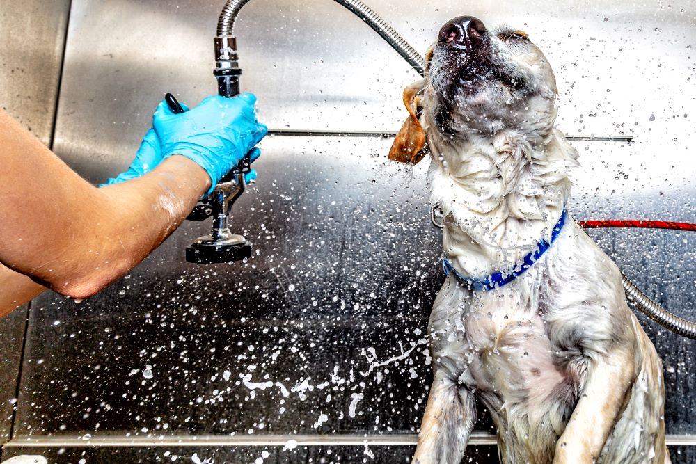 Dog Wash