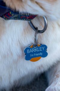 Vendita accessori e giochi per cani e gatti a Roma Monterotondo